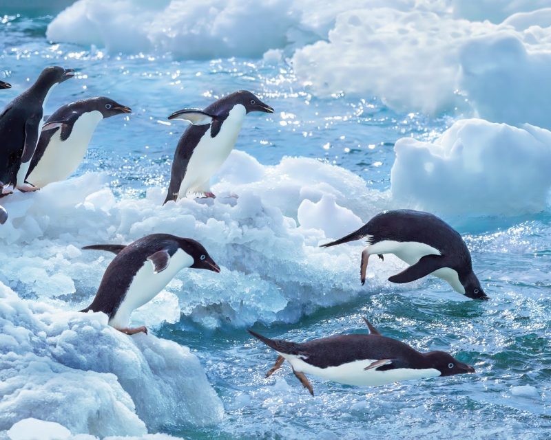 37118,1,6-pinguins-duiken groot