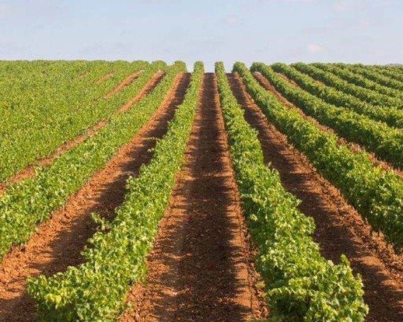 Vinhas_25 groot